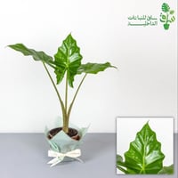 مجموعة 4 نباتات سهلة العناية تناسب المبتدئين