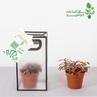 توزيعات بالحبة