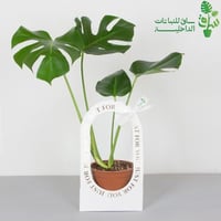 مونستيرا مناسبة للإهداء بتغليف اسود-بني-ابيض