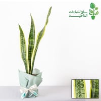 صبار جلد النمر الذهبي