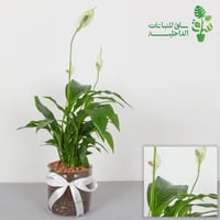 الاشرعة البيضاء سباتفليم بمركن زجاجي وربطة فيونكة