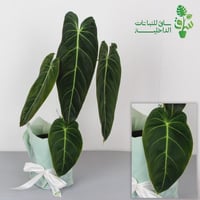 فيلوديندرون ميلانوكريسوم Philodendron Melanochrysu...