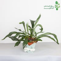 بلاتيسيريوم بيفوركاتوم ‏قرون الغزال Platycerium bi...