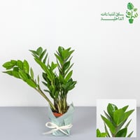 مجموعة 4 نباتات سهلة العناية تناسب المبتدئين