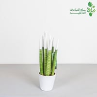 اقلام صبار ملون مجهزة بمركن سيراميك