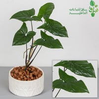 سنجونيوم خضراء مجهزة بمركن بنقش نجدي