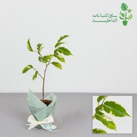 فيكس بنجامين مبرقشة صغيرة