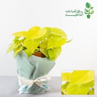 فيلوديندرون كورداتوم نيون