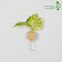 عقلة بوتس كوين بمركن زجاجي مع مغناطيس للتثبيت