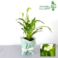 كالا ليلي ابيض