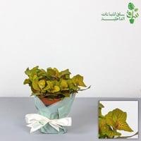 فيتونيا ذات خطوط حمراء كبيرة