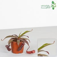 صائدة الحشرات