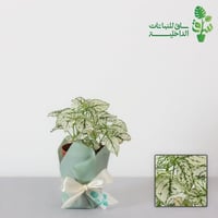 هايبستوس بيضاء