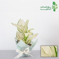 اجلونيما بيضاء