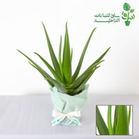 صبار الالوفيرا