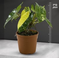 فيلوديندرون بيرلمارك مبرقشة