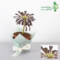 صبار اشفيريا سوداء