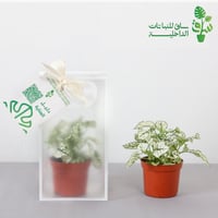 توزيعات بالحبة