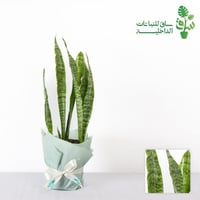 صبار جلد النمر سلفر