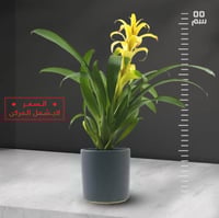 جزمانيا اصفر