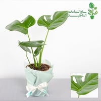 مونستيرا (طلب مسبق)