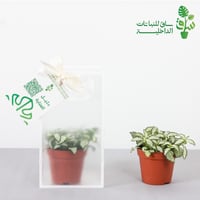 توزيعات 12 حبة