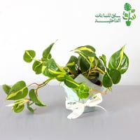 فيلوديندرون سكاندنس برازيل