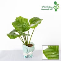 كلاثيا اوربي فوليا