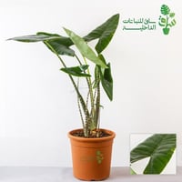 الوكاسيا زيبرينا