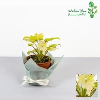 فيلوديندرون سيلوم نيون