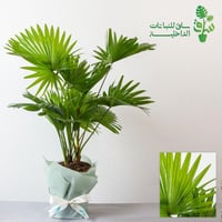 نخلة ليفستونة (لايفيستونيا)