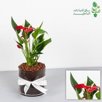 انتوريوم مجهزة بمركن زجاجي وربطة فيونكة