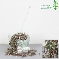 سلسلة القلوب كبيرة ( سيروبيجيا وودي )