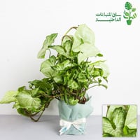 سنجونيوم الفراشة البيضاء