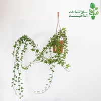 هيدرا كبيرة