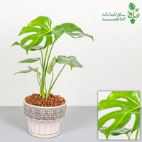 مونستيرا مجهزة بمركن سيراميك بنقوش مميزة (طلب مسبق...