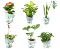 مجموعة نباتات سهلة العناية للمبتدئين