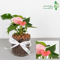 انتوريوم وردي بمركن زجاجي مع ربطة فيونكة