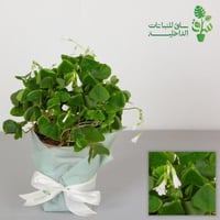 الفراشة شامروكس اوكساليس المثلث الاخضر Oxalis Tria...
