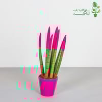 اقلام صبار ملون مجهزة بمركن سيراميك