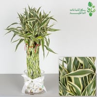 ساق البامبو مجدولة مبرقشة بمركن زجاجي مع ربطة فيون...