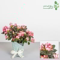 ازاليا بأطراف وردية