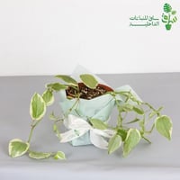 ببروميا سكاندن مبرقشة