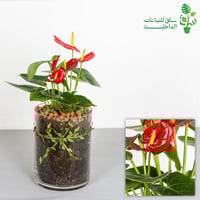 انتوريوم حمراء بمركن زجاجي وربطة فيونكة على شكل أو...