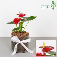 انتوريوم احمر بمركن زجاجي مع ربطة فيونكة