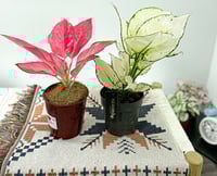 مجموعة 4 نباتات سهلة العناية