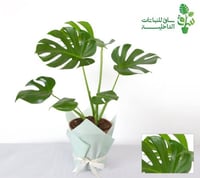 مونستيرا كبيرة