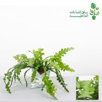 صبار هيكل السمكة