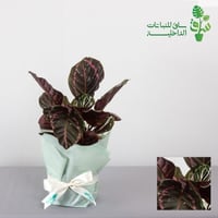 كلاثيا بلاك روز