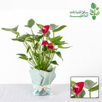 انتوريوم فوشي